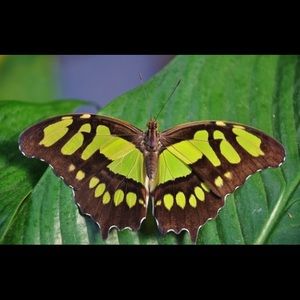 Meet your Posher, Ani